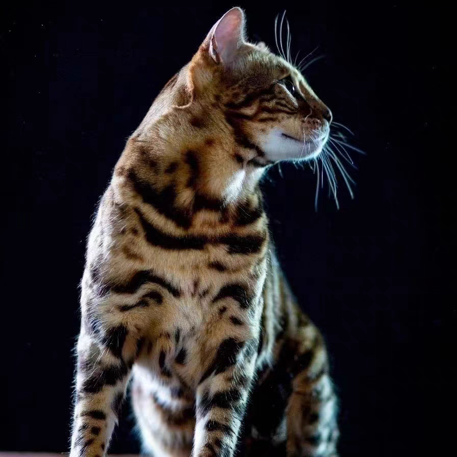 猫舍直销批发价格出售孟加拉豹猫